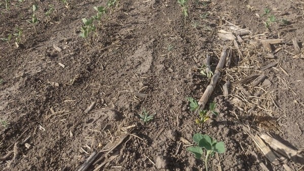 Alivio: las lluvias dan impulso a la retrasada siembra de soja y maíz ...